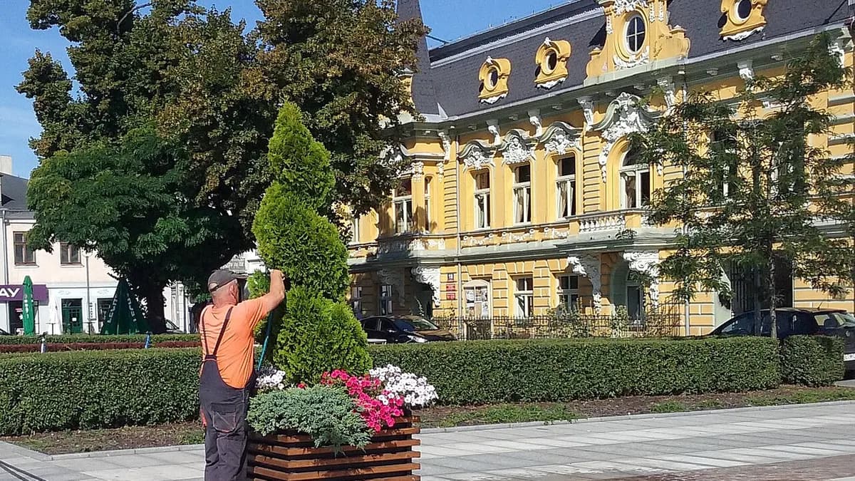 A landscaping worker handling plants during professional work